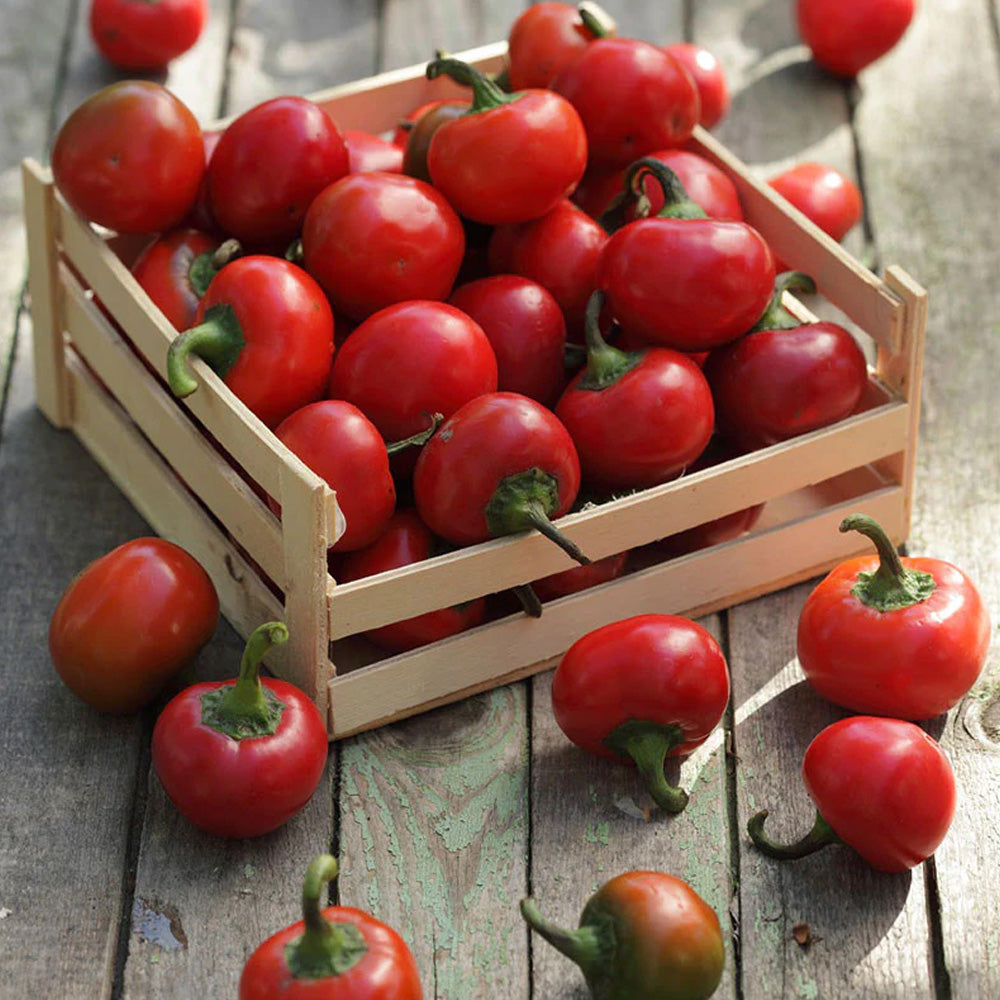 Seminte Ardei Iute Cserko 0.5 g