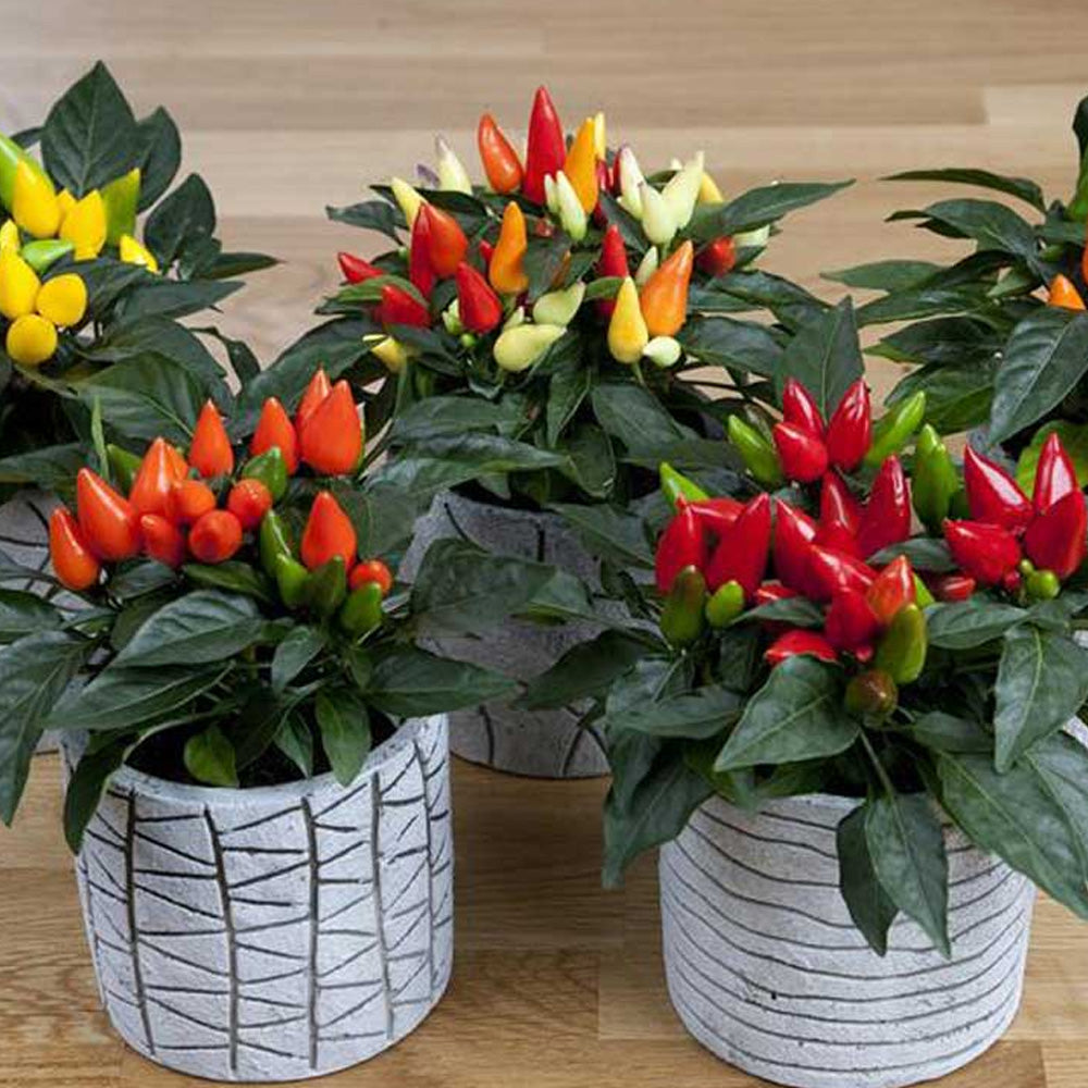 Seminte Ardei Iute ornamental Little Wonder 0.3g