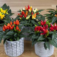 Thumbnail for Seminte Ardei Iute ornamental Little Wonder 0.3g