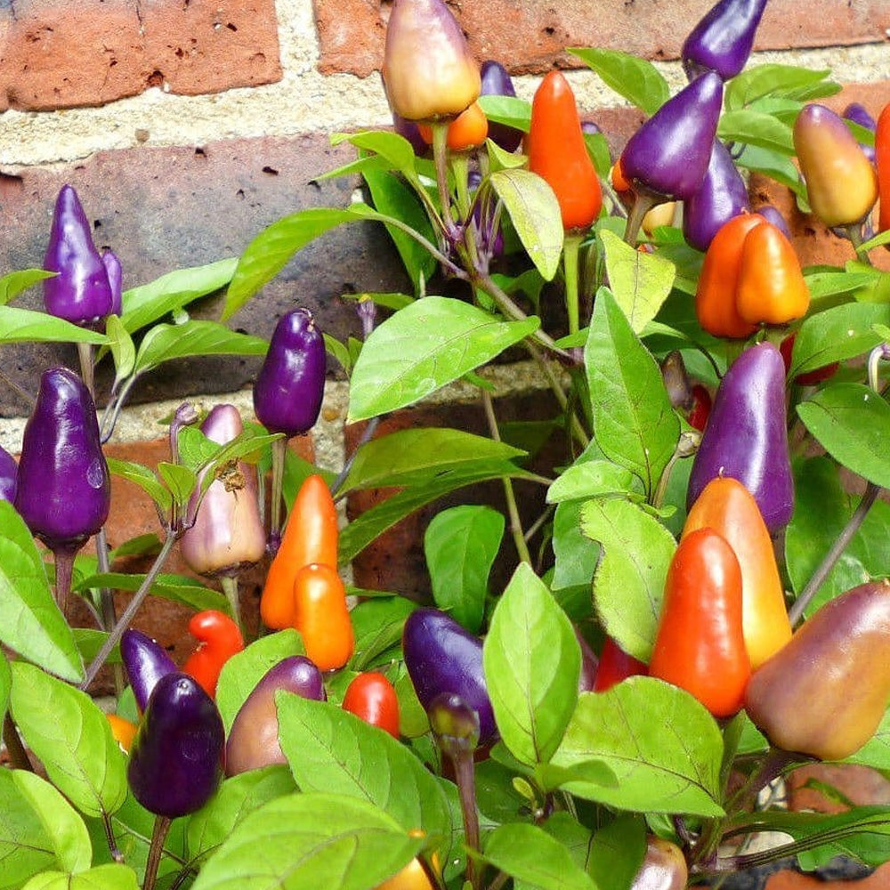 Seminte Ardei Iute ornamental Little Wonder 0.3g