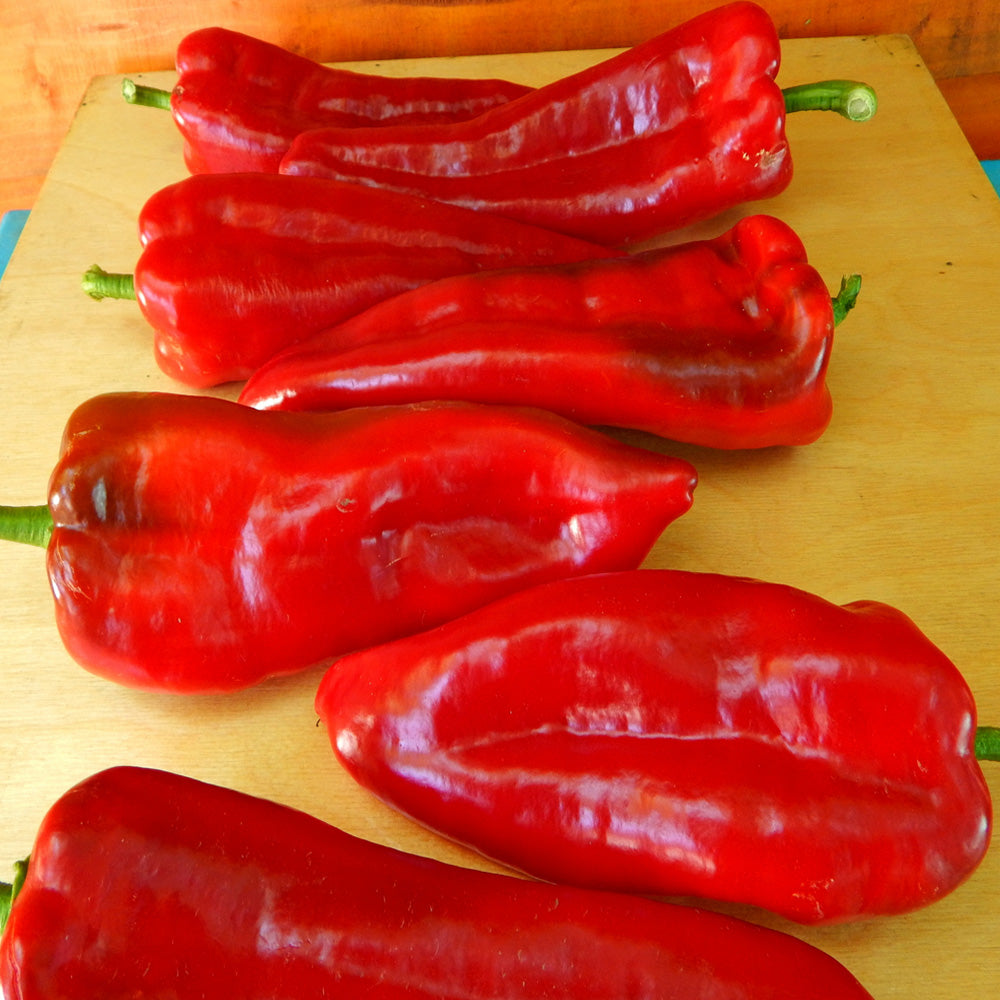 Seminte Ardei Kapya Potaisa F1 (20sem, 50sem)