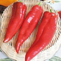 Thumbnail for Seminte Ardei lung Corno di Toro Rosso 1g