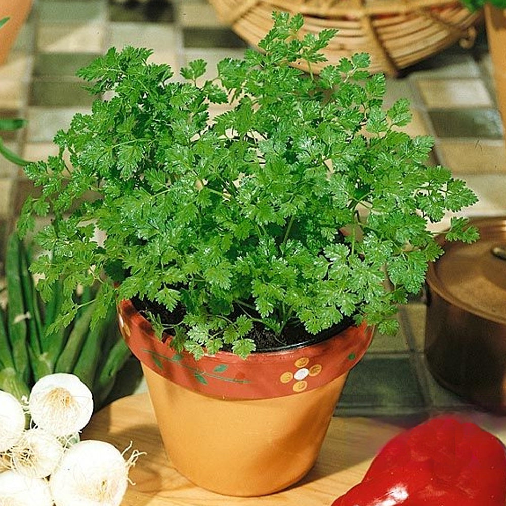 Seminte Asmatui 0.5 g