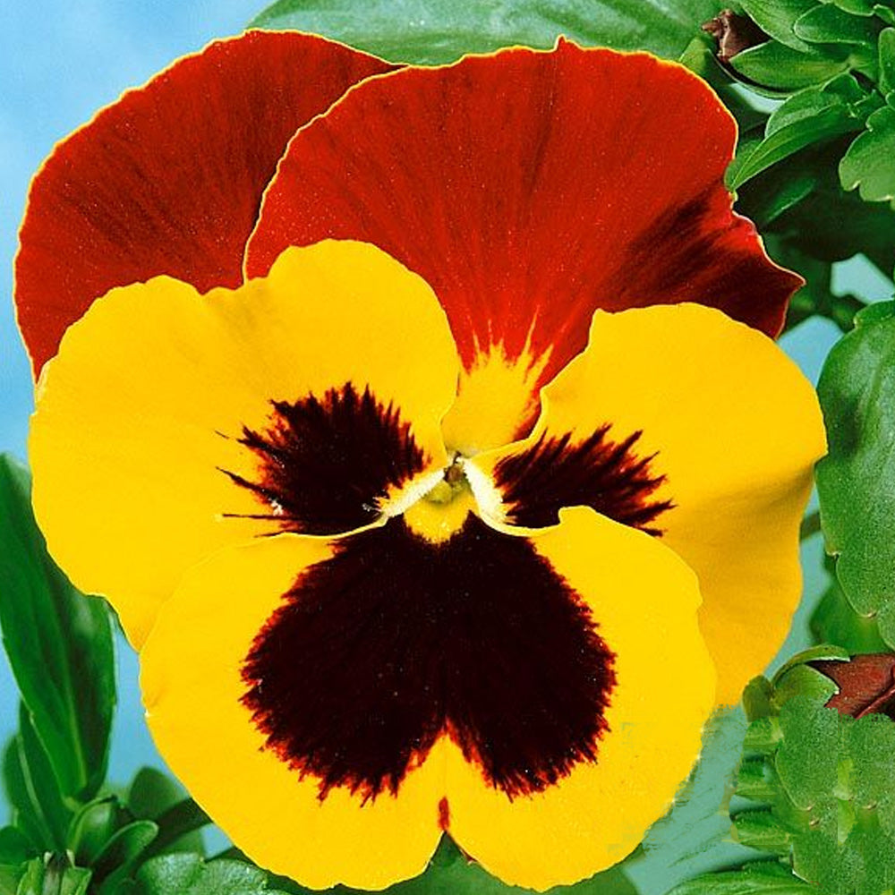 Seminte pe banda Pansele bordo si galben 3x1.67cm