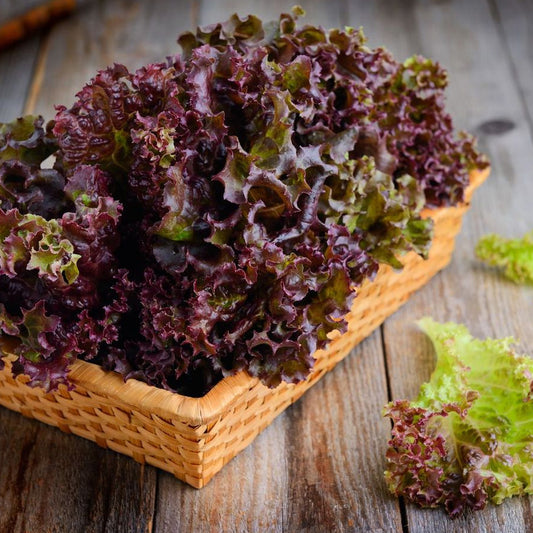 Seminte Bio Salata rosie Red Salad Bowl 2g