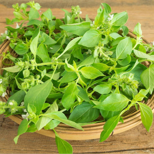 Seminte Busuioc cu aroma de lamaie 1 g
