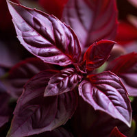 Thumbnail for Seminte Busuioc Rosu 0.8g