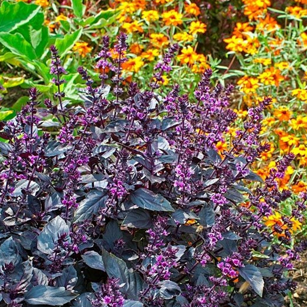 Seminte Busuioc Rosu 0.8g