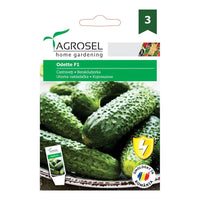 Thumbnail for Seminte Castraveti Odette F1