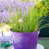 Thumbnail for Seminte Ceapa pentru frunze 2g