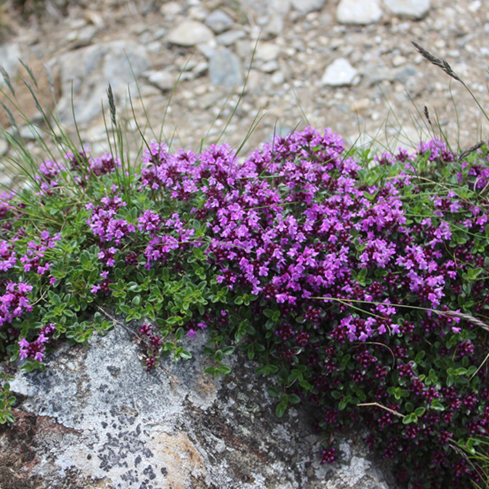 Seminte Cimbrisor 0.2g