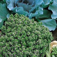 Thumbnail for Seminte Cimbru 2g