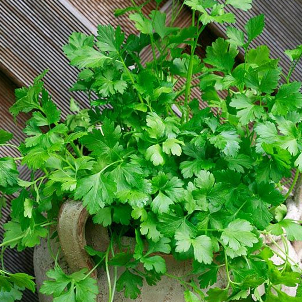 Seminte Coriandru 2g