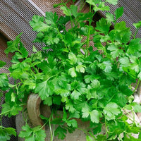 Thumbnail for Seminte Coriandru 2g