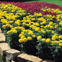 Thumbnail for Seminte flori Craite Inalte (Tagetes erecta) galbene 1 g