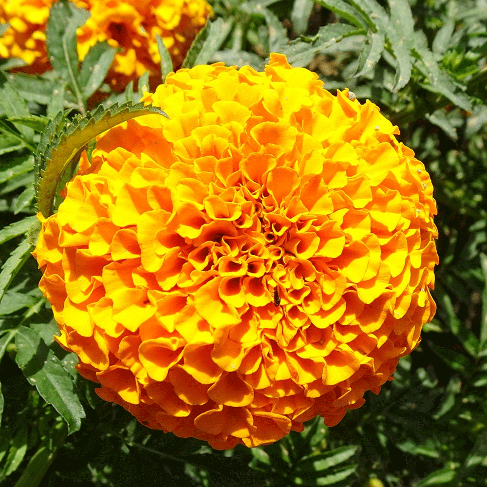 Seminte flori Craite Inalte (Tagetes erecta) portocalii 1 g