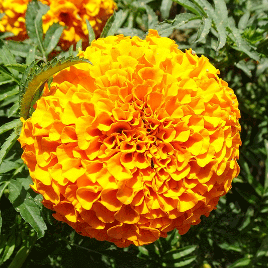 Seminte flori Craite Inalte (Tagetes erecta) portocalii 1 g