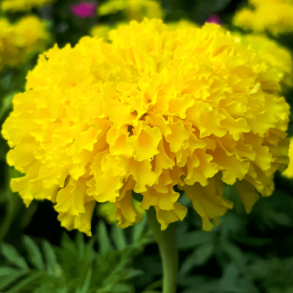 Craite Seminte flori Craite Pitice (Tagetes erecta) galbene 1 g – Plantazia
