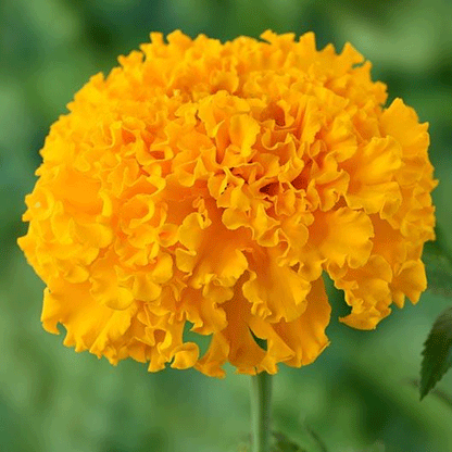Seminte flori Craite Pitice (Tagetes erecta) portocalii 1 g
