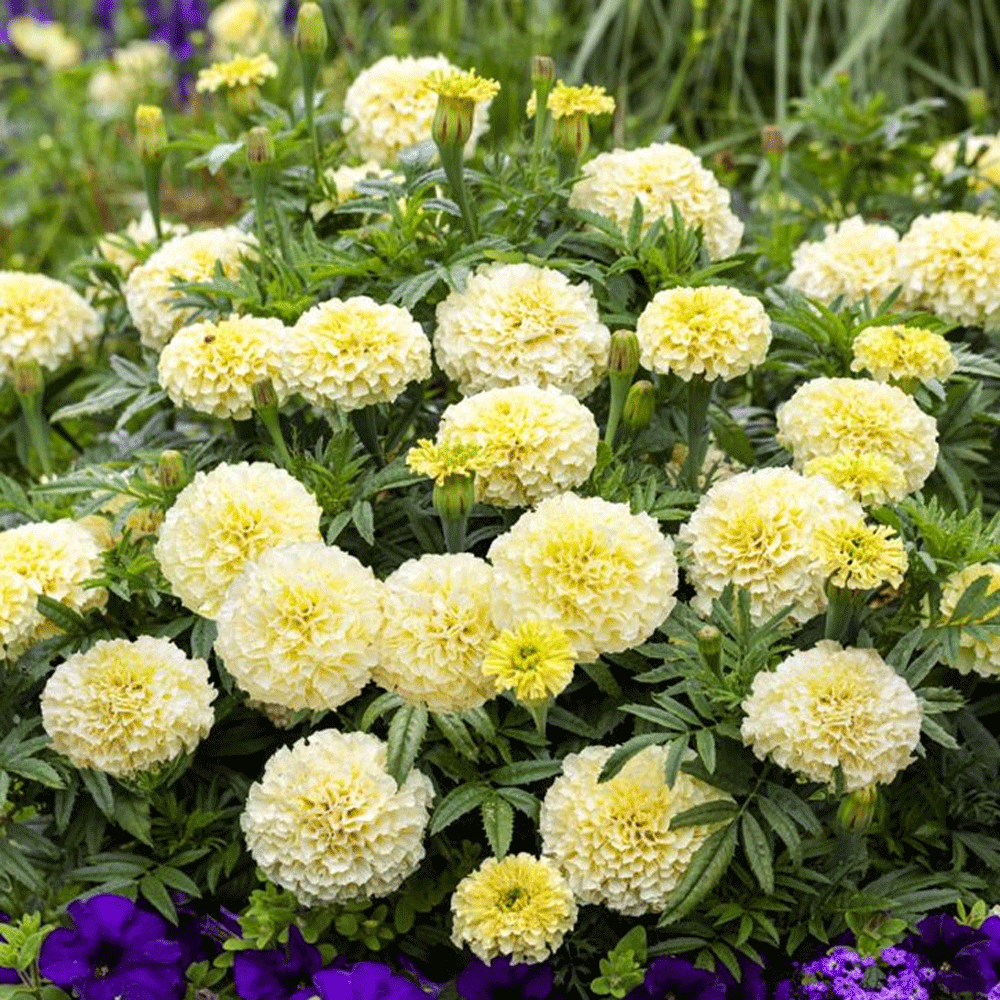 Craite Seminte flori Craite Pitice (Tagetes erecta nana) vanilla F1 0.05g ...