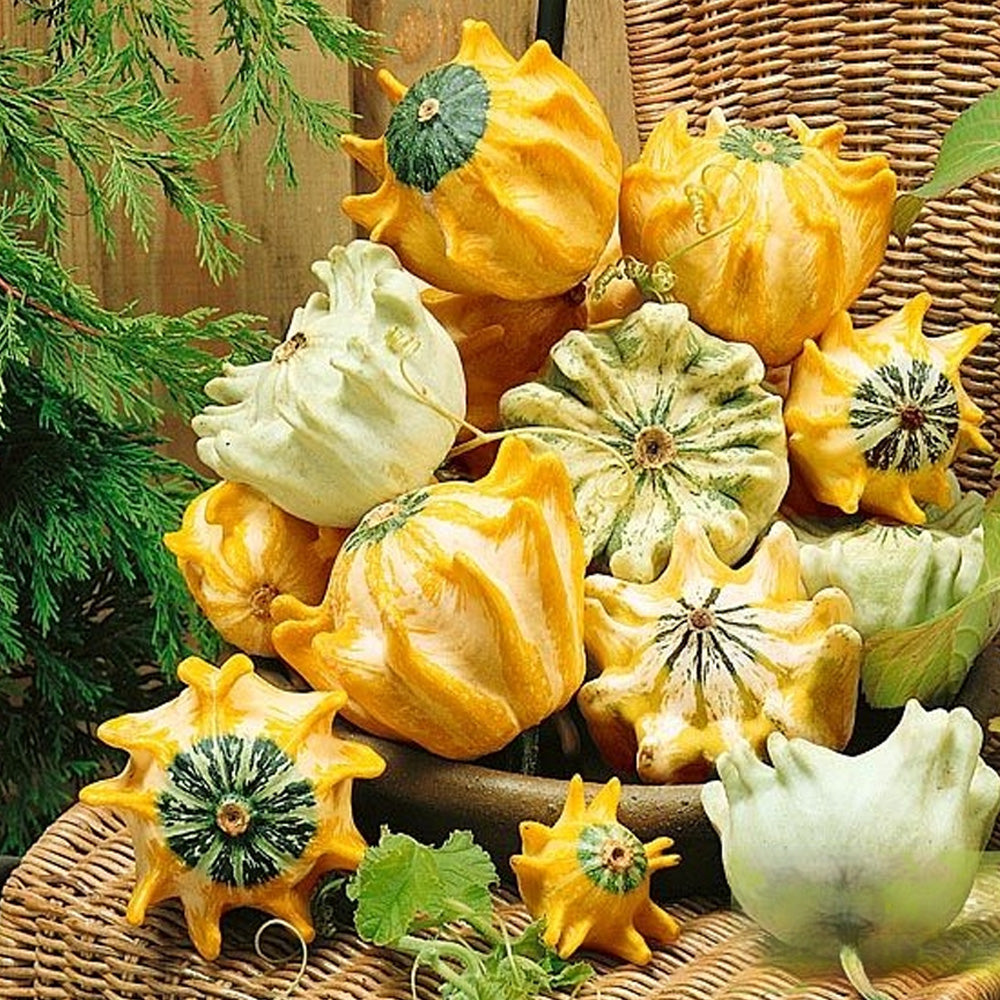 Seminte Dovleac decorativ Crown mix 2g