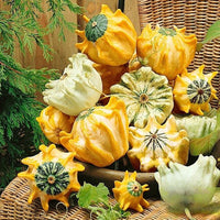 Thumbnail for Seminte Dovleac decorativ Crown mix 2g