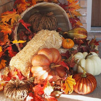 Thumbnail for Seminte Dovleac decorativ cu fructe mari mix 2g