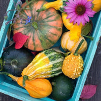 Thumbnail for Seminte Dovleac decorativ cu fructe mici mix 2g