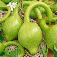 Thumbnail for Seminte Dovleac decorativ Lopotok 2g