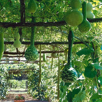 Thumbnail for Seminte Dovlecel ornamental Cobra 3sem