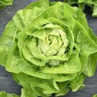 Thumbnail for Seminte Drajate Salata Helmut 500sem