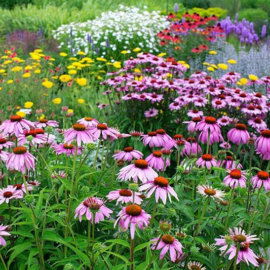 Seminte Echinacea 0.5g