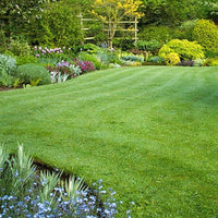 Thumbnail for Seminte Elixirul gazonului 50 g