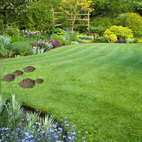 Thumbnail for Seminte Elixirul gazonului 50 g