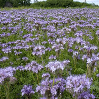 Thumbnail for Seminte Facelia 1kg