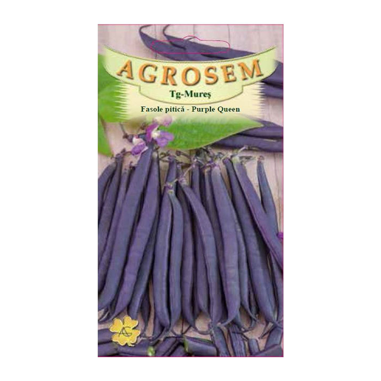 Seminte Fasole Purple Queen 10g