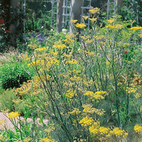 Thumbnail for Seminte de Fenicul 1 g