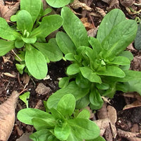 Thumbnail for Seminte Fetica de gradina 2g