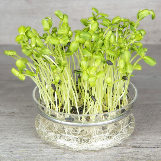 Seminte pentru germinat Floarea-Soarelui Bio 30g