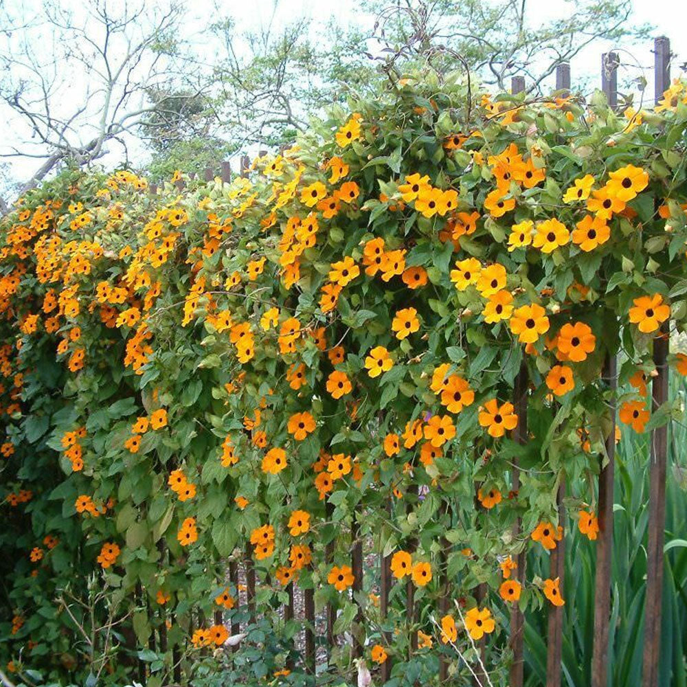 Seminte flori Thunbergia (Thunbergia alata) mix 0.5g