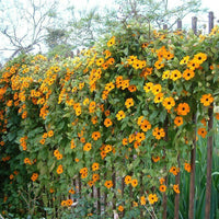 Thumbnail for Seminte flori Thunbergia (Thunbergia alata) mix 0.5g