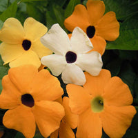 Thumbnail for Seminte flori Thunbergia (Thunbergia alata) mix 0.5g