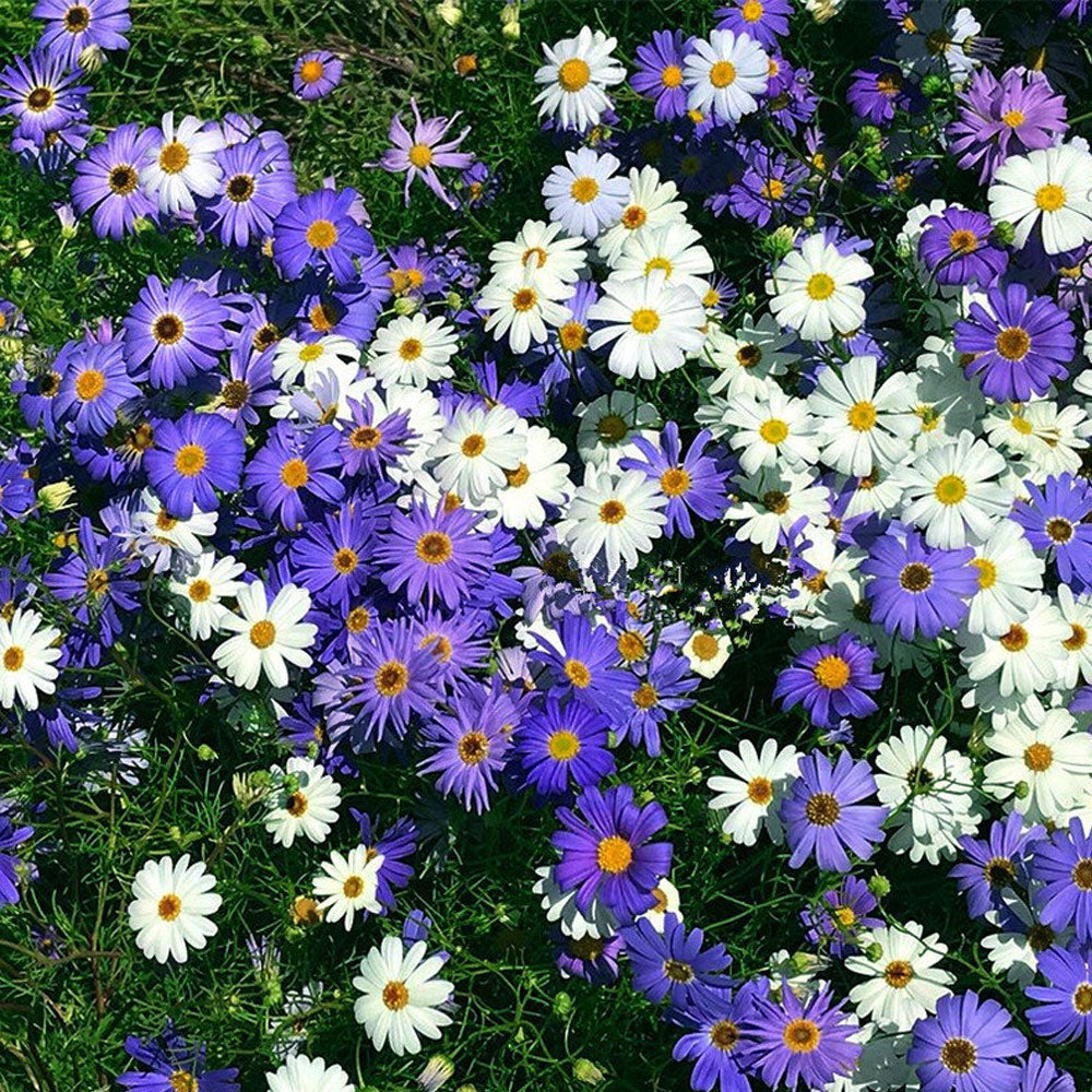 Seminte flori Banutei australieni (Brachycome iberidifolia) mix 0.1g