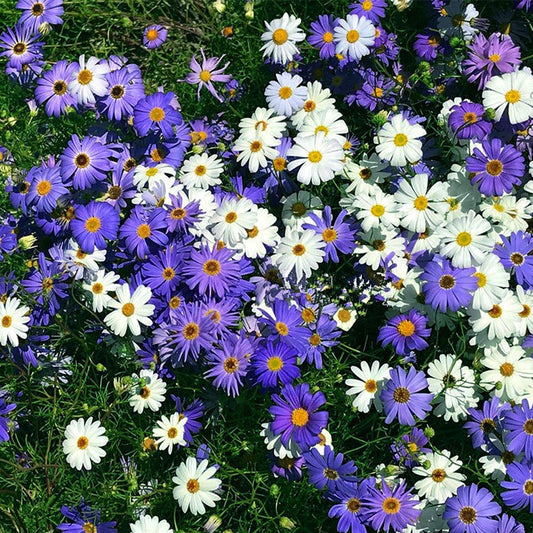 Seminte flori Banutei australieni (Brachycome iberidifolia) mix 0.1g