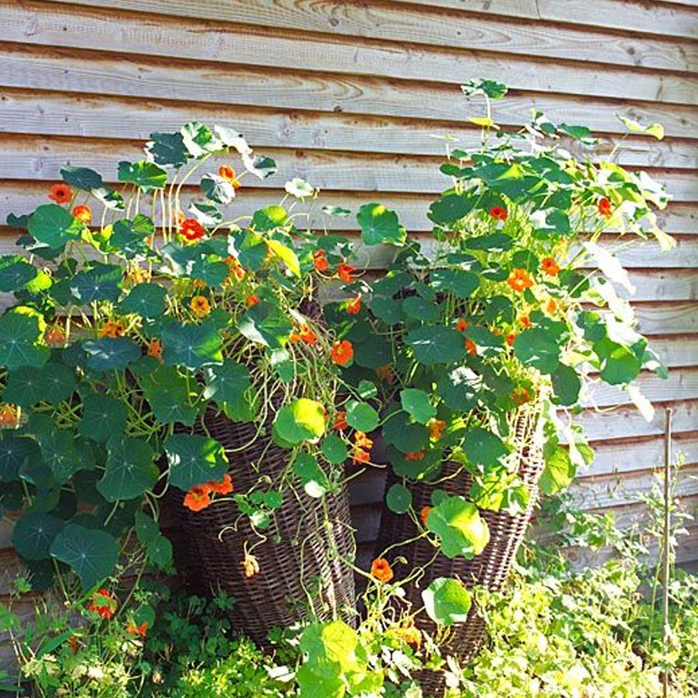 Seminte Flori Caltunasi 15 g