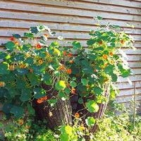 Thumbnail for Seminte Flori Caltunasi 15 g