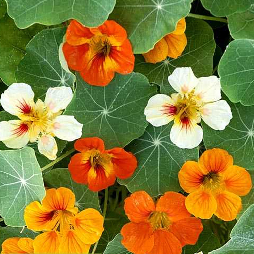 Seminte Flori Caltunasi 15 g