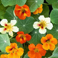 Thumbnail for Seminte Flori Caltunasi 15 g