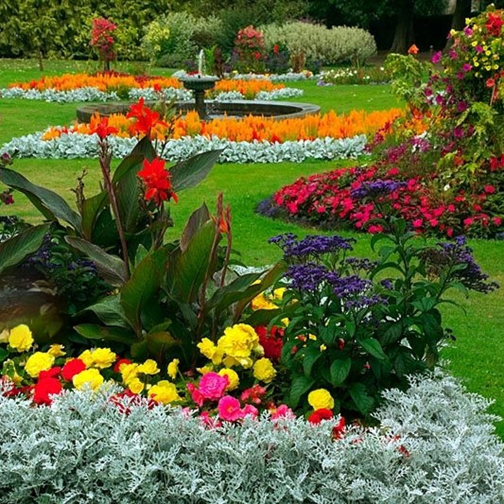 Seminte flori Cineraria (Senecio maritima) 0.05g