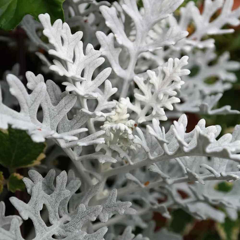 Seminte flori Cineraria (Senecio maritima) 0.05g